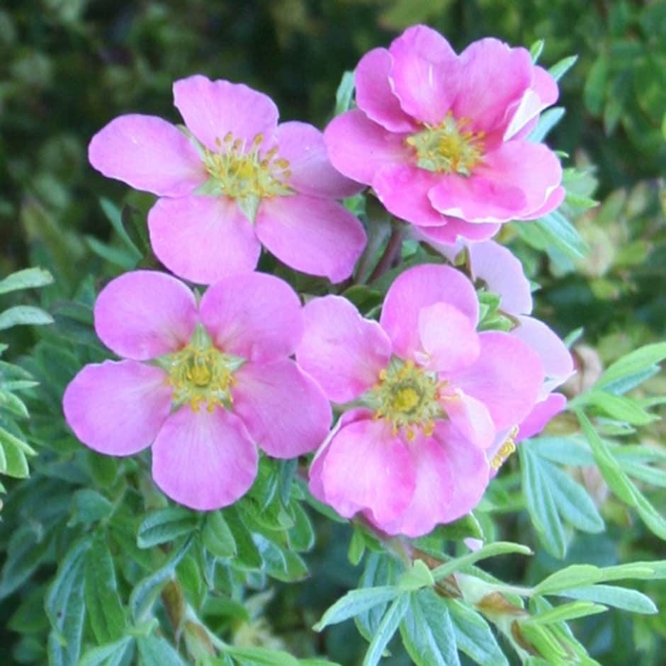Potentilla Fruticosa Pink Beauty - View 4 from www redcrocus com