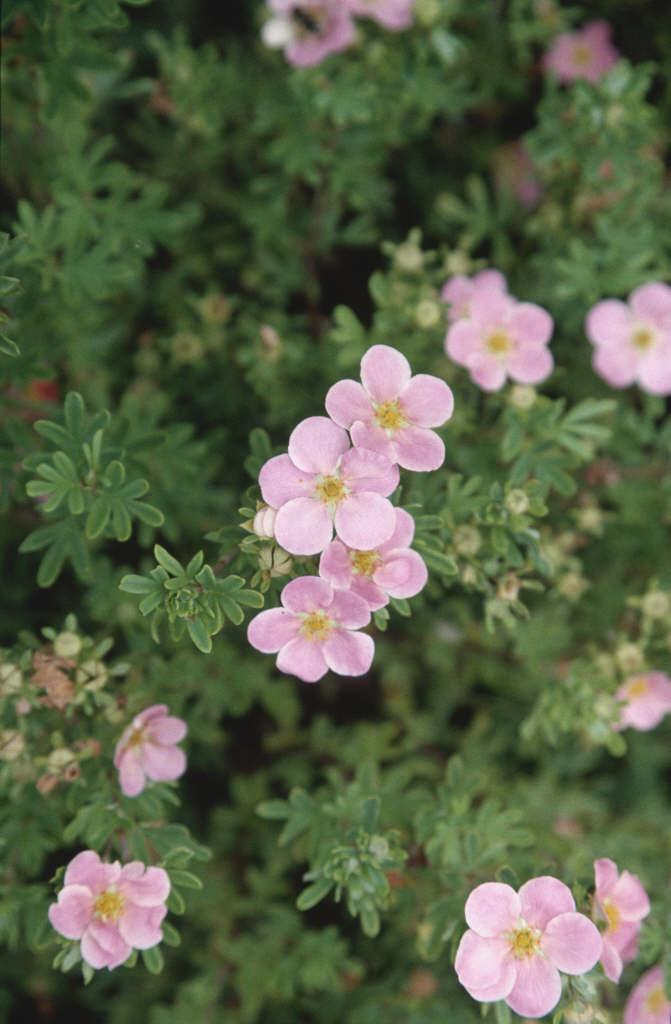 Potentilla Fruticosa Pink Beauty - View 5 from www redcrocus com