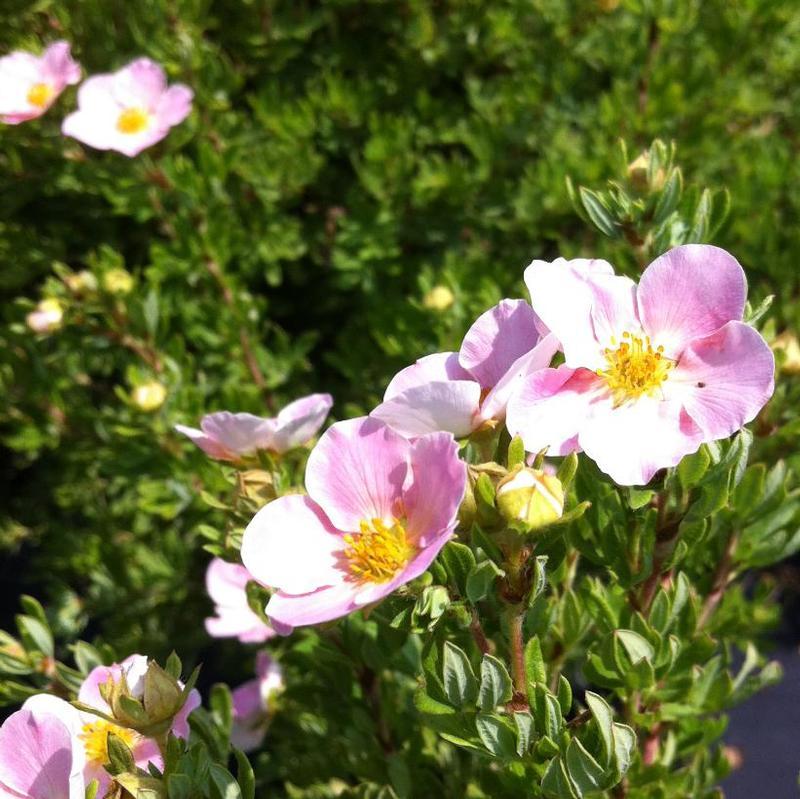 Potentilla Fruticosa Pink Beauty - View 6 from www redcrocus com