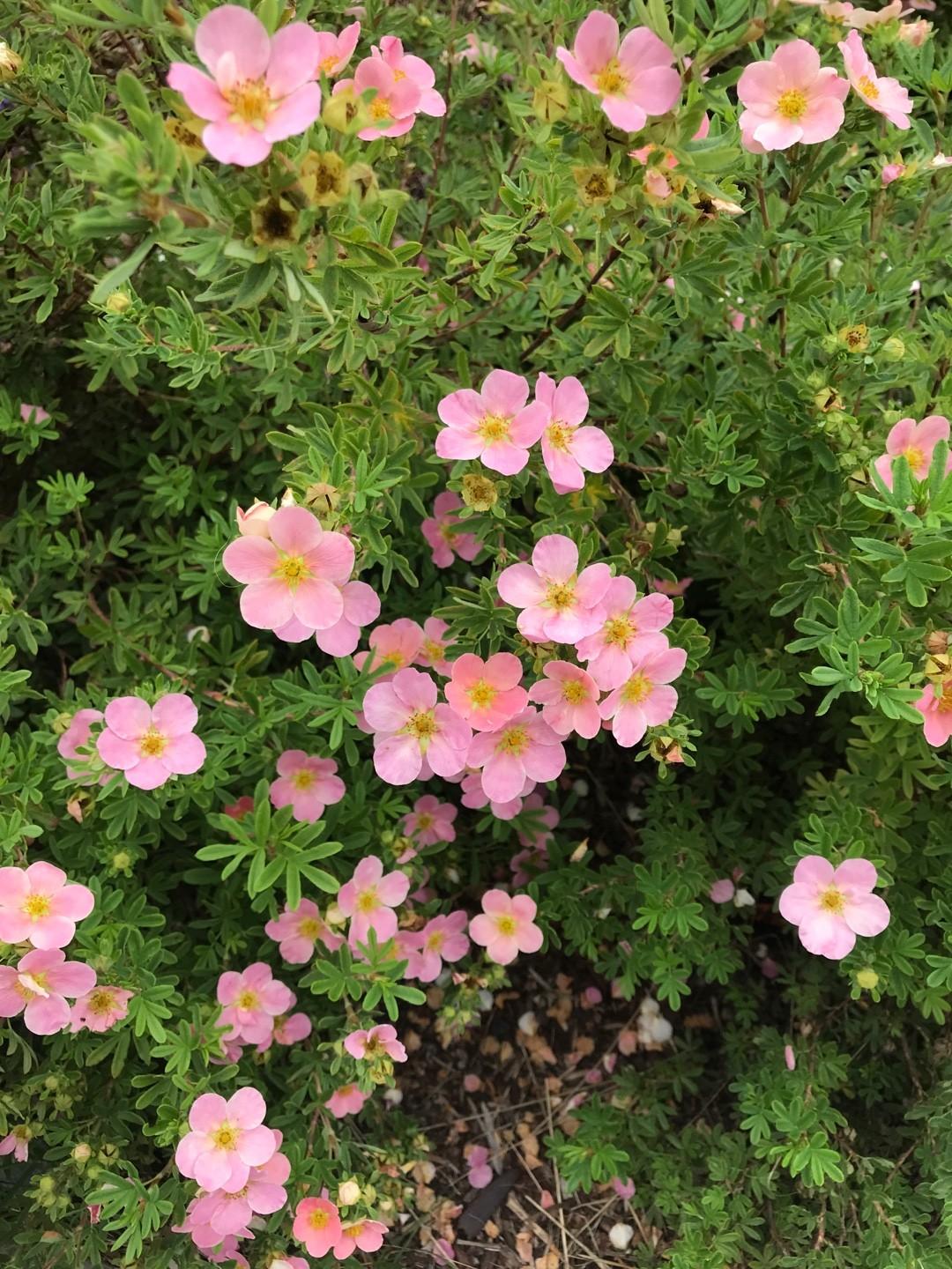 Potentilla Fruticosa Pink Beauty - View 8 from www redcrocus com