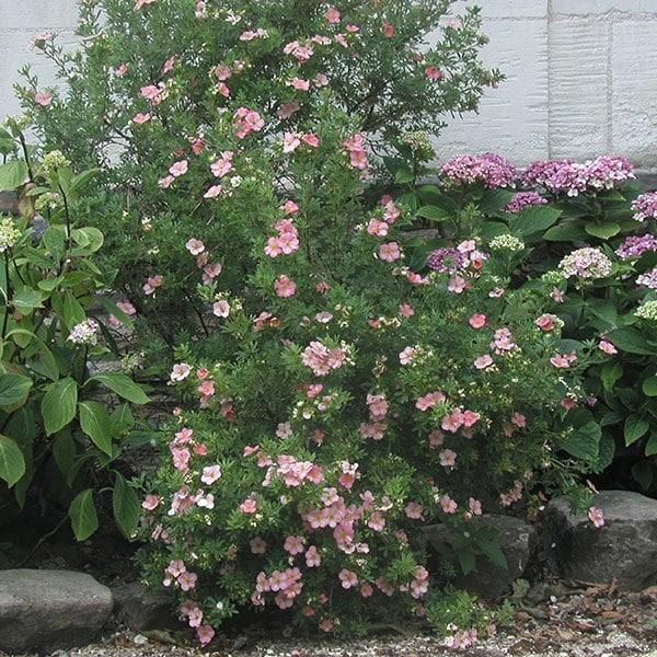 Potentilla Fruticosa Pink Beauty - View 9 from www redcrocus com