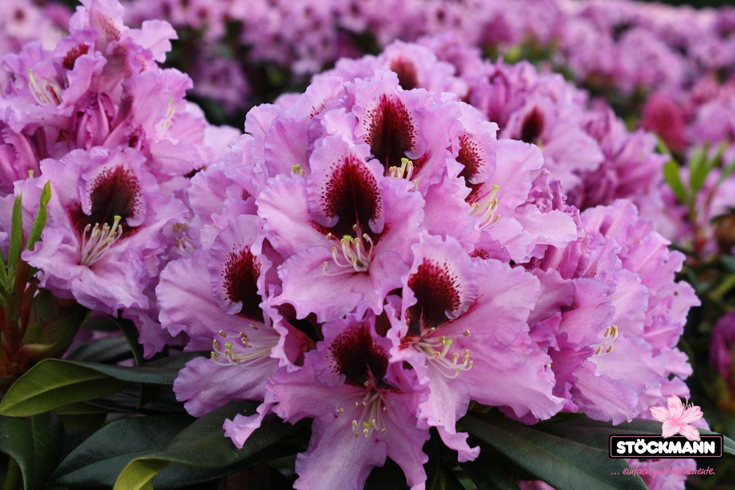 Rhododendron Kabarett - View 3 from www redcrocus com
