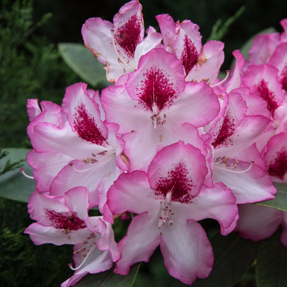 Rhododendron Kabarett - View 8 from www redcrocus com