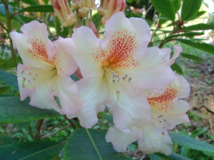 Rhododendron Yellowstone - View 12 from www redcrocus com