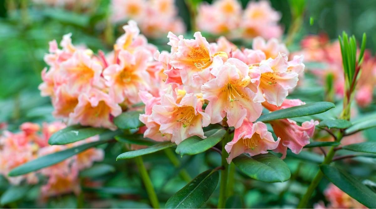 Rhododendron Yellowstone - View 13 from www redcrocus com