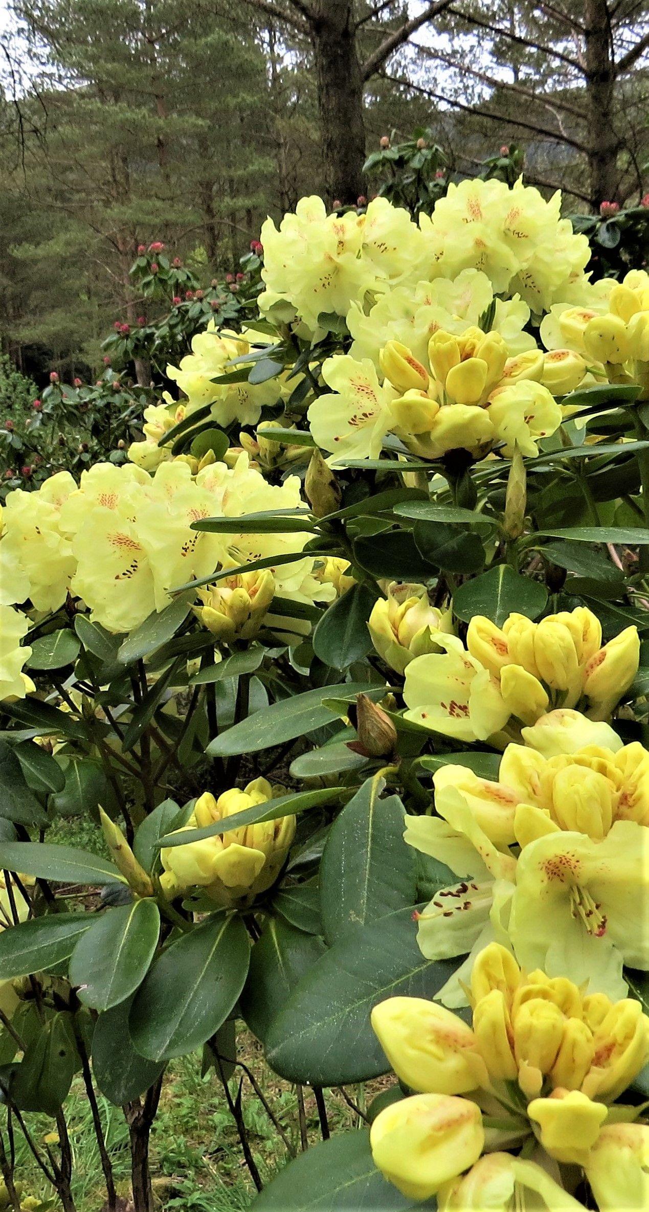 Rhododendron Yellowstone - View 15 from www redcrocus com
