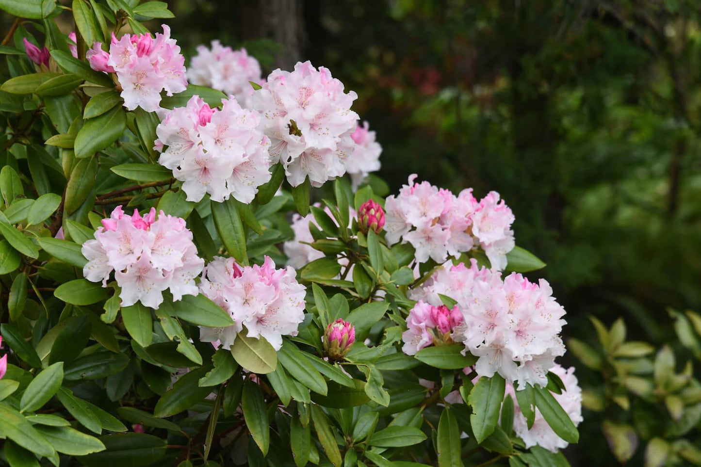 Rhododendron Yellowstone - View 16 from www redcrocus com