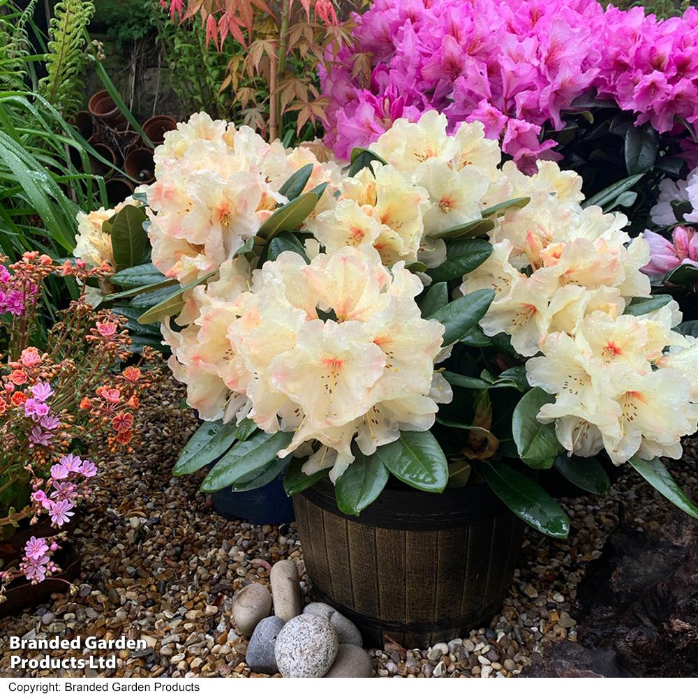 Rhododendron Yellowstone - View 17 from www redcrocus com