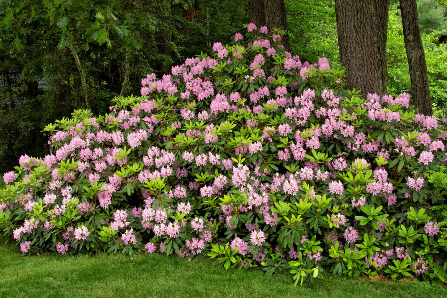 Rhododendron Yellowstone - View 19 from www redcrocus com