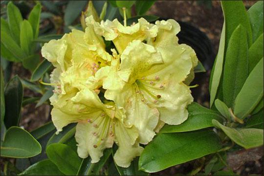 Rhododendron Yellowstone - View 1 from www redcrocus com