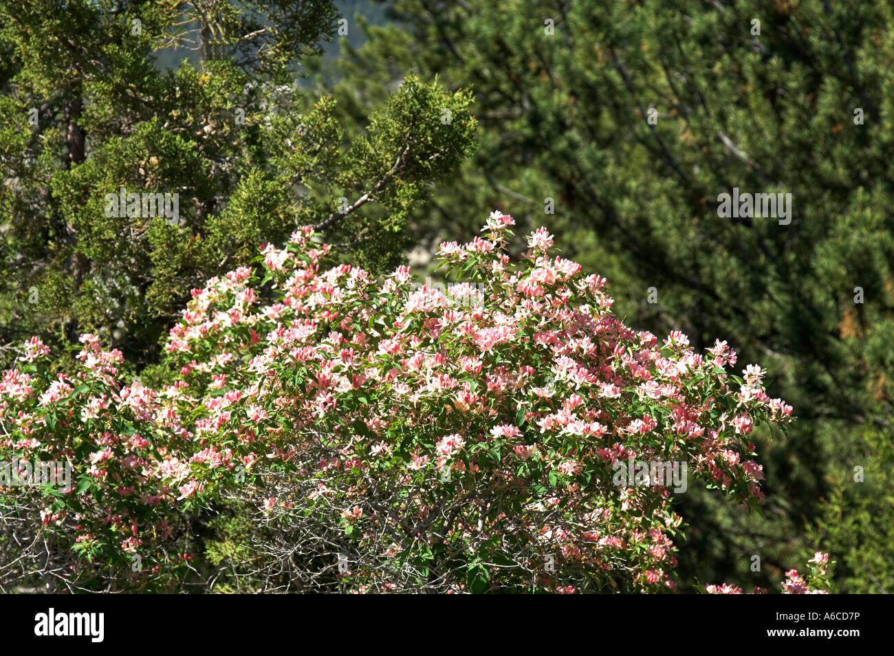Rhododendron Yellowstone - View 2 from www redcrocus com