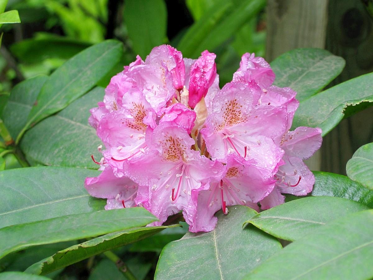 Rhododendron Yellowstone - View 4 from www redcrocus com