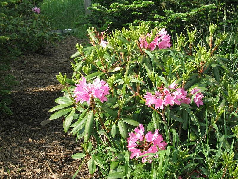 Rhododendron Yellowstone - View 9 from www redcrocus com