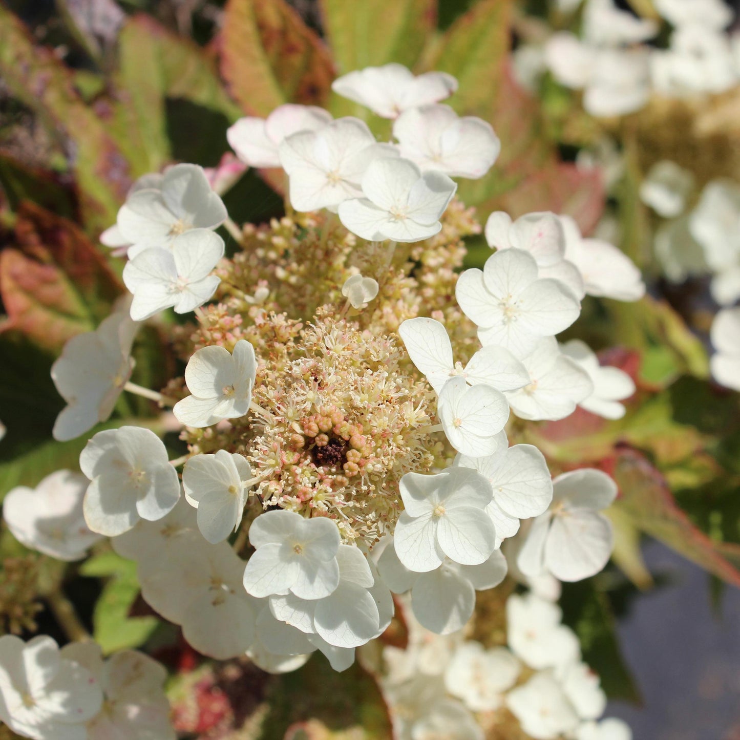Hydrangea Quercifolia Munchkin - View 12 from www redcrocus com