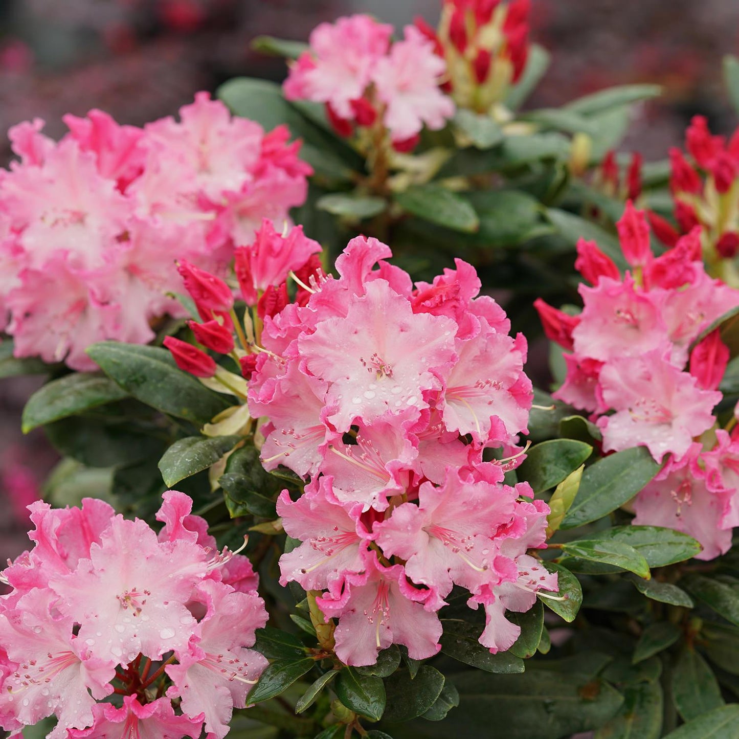 Rhododendron Dandy Man Color Wheel - View 15 from www redcrocus com