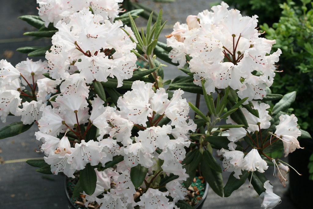 Rhododendron Dandy Man Color Wheel - View 16 from www redcrocus com