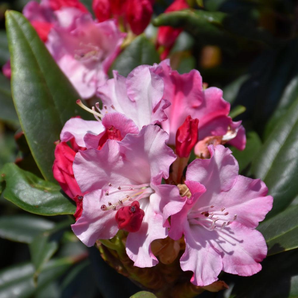 Rhododendron Dandy Man Color Wheel - View 18 from www redcrocus com