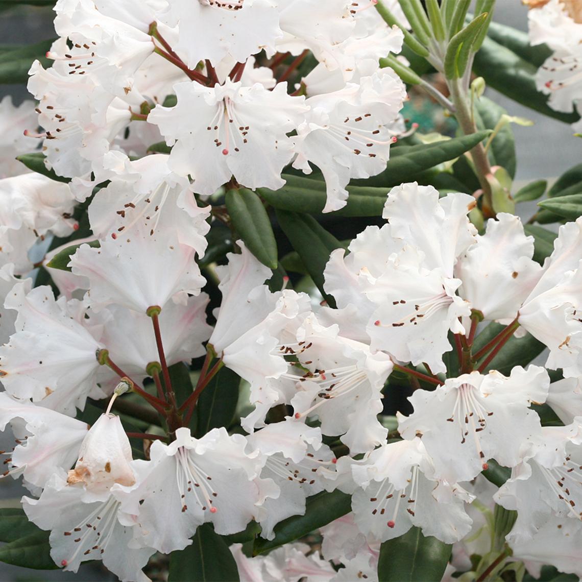 Rhododendron Dandy Man Color Wheel - View 19 from www redcrocus com