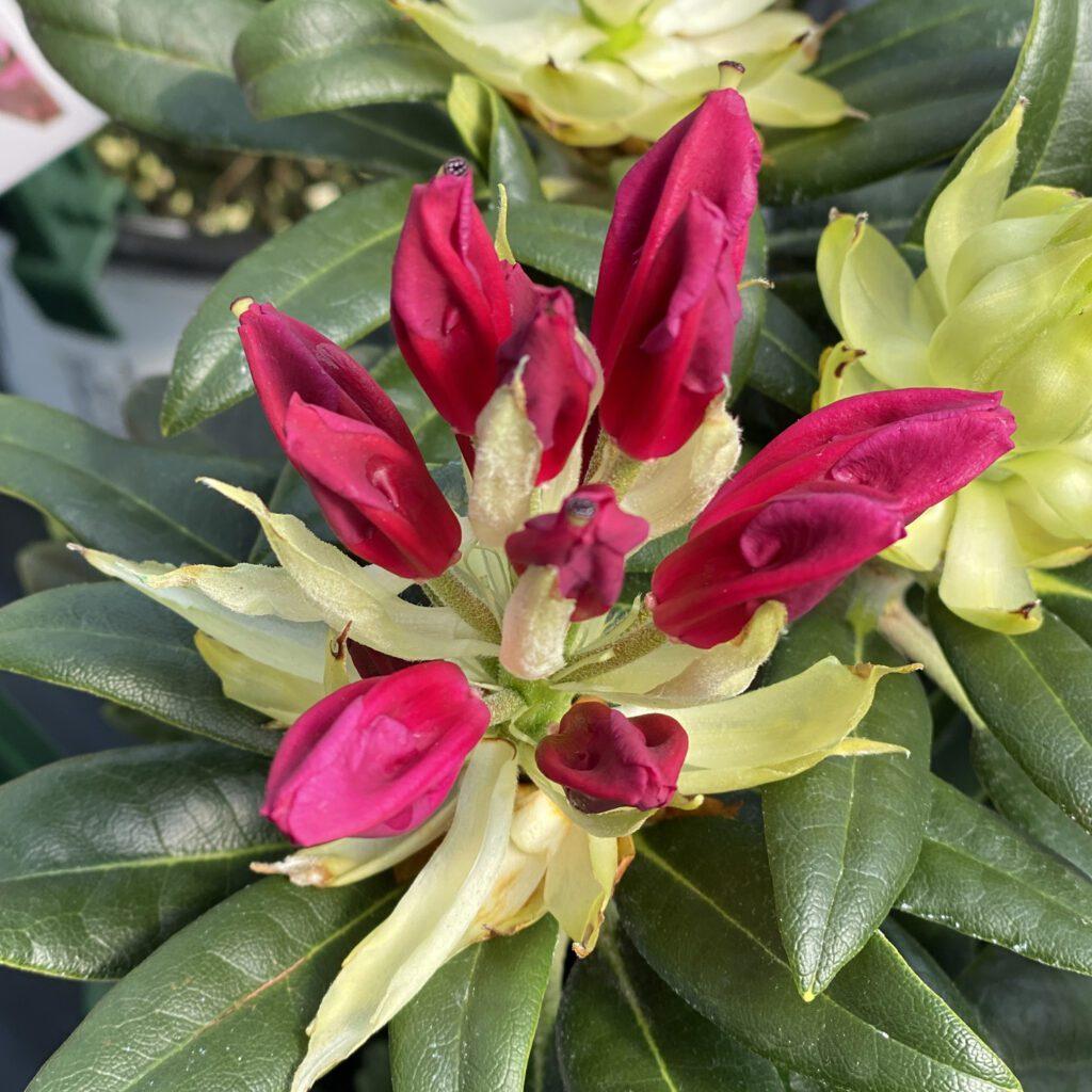 Rhododendron Dandy Man Color Wheel - View 3 from www redcrocus com