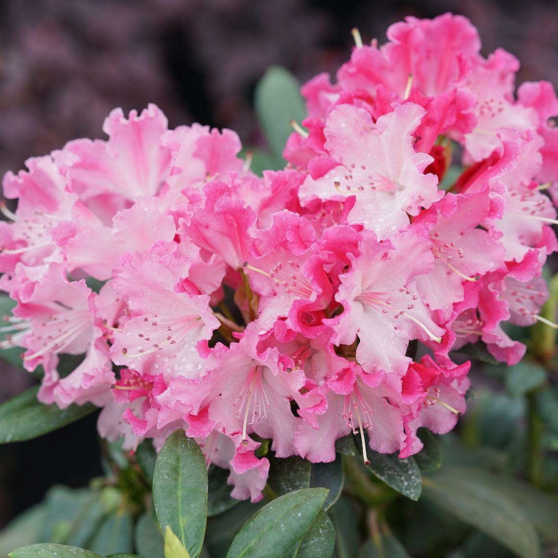 Rhododendron Dandy Man Color Wheel - View 4 from www redcrocus com
