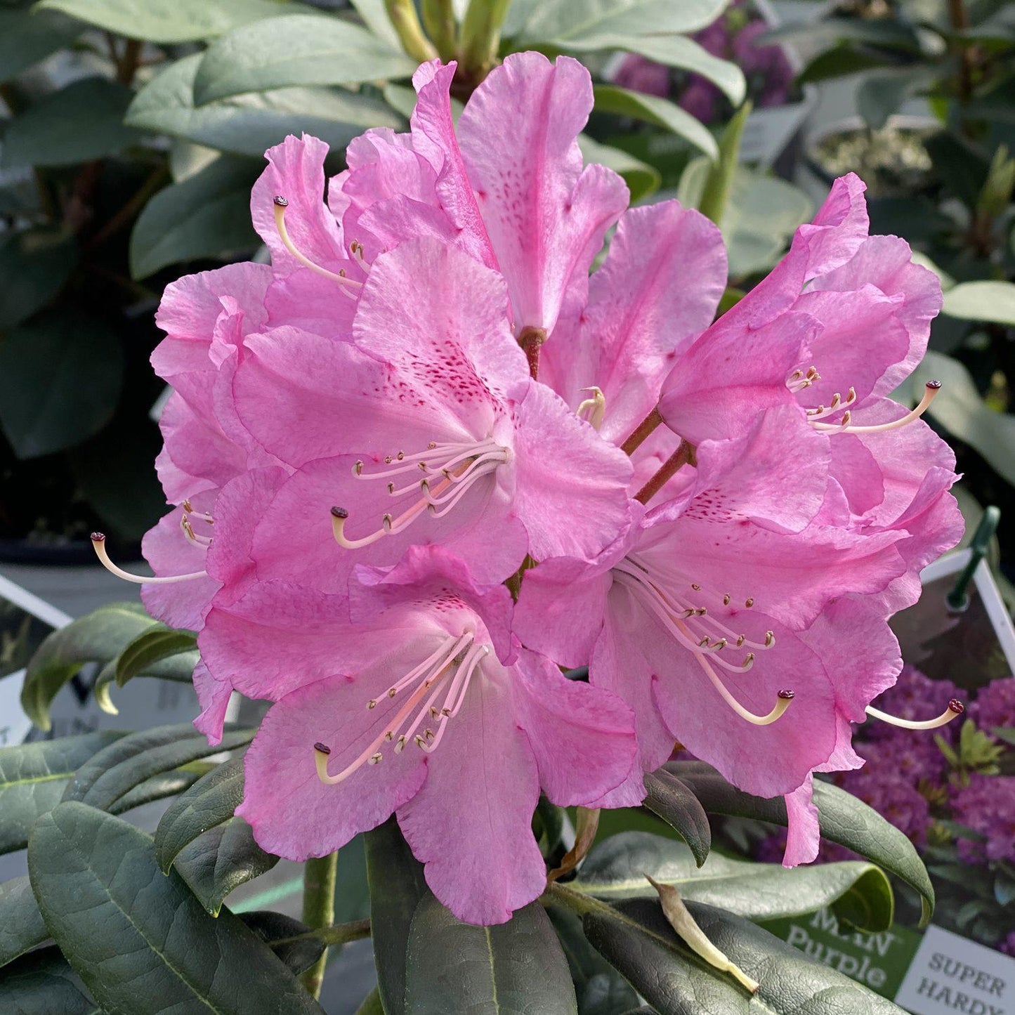 Rhododendron Dandy Man Color Wheel - View 5 from www redcrocus com