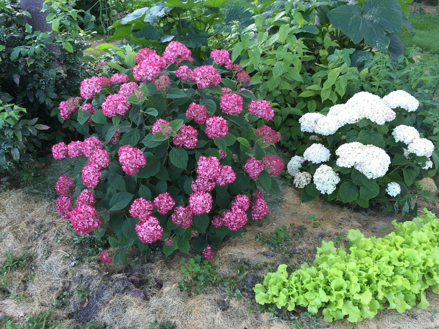 Hydrangea Arborescens Invincibelle Ruby - View 12 from www redcrocus com