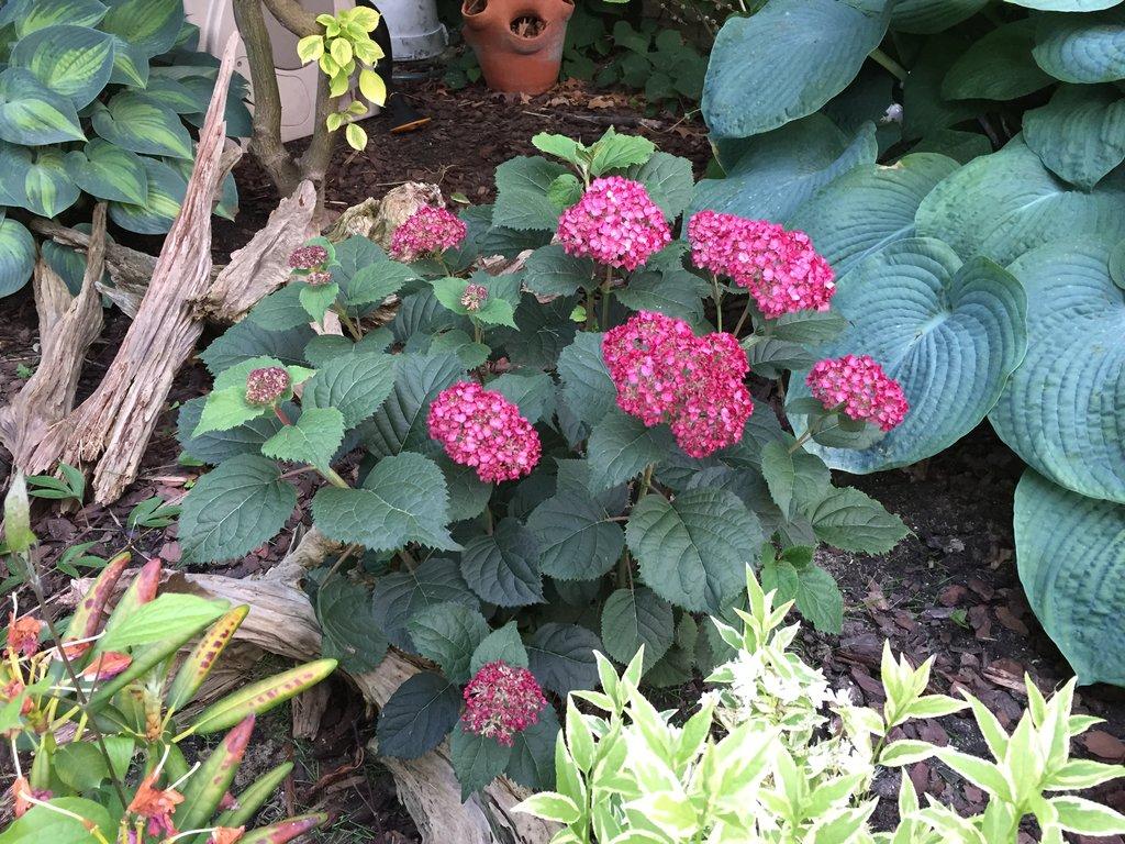 Hydrangea Arborescens Invincibelle Ruby - View 13 from www redcrocus com