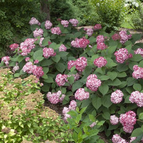 Hydrangea Arborescens Invincibelle Ruby - View 16 from www redcrocus com