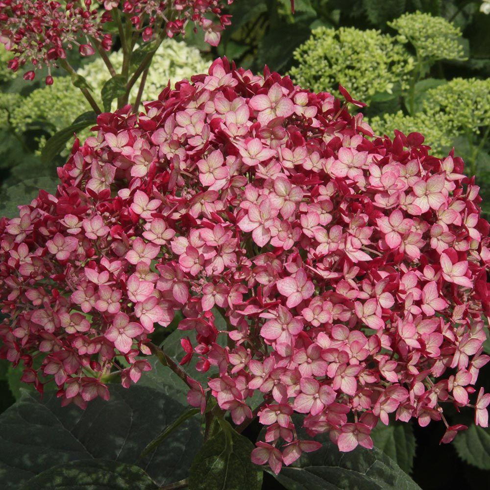 Hydrangea Arborescens Invincibelle Ruby - View 18 from www redcrocus com