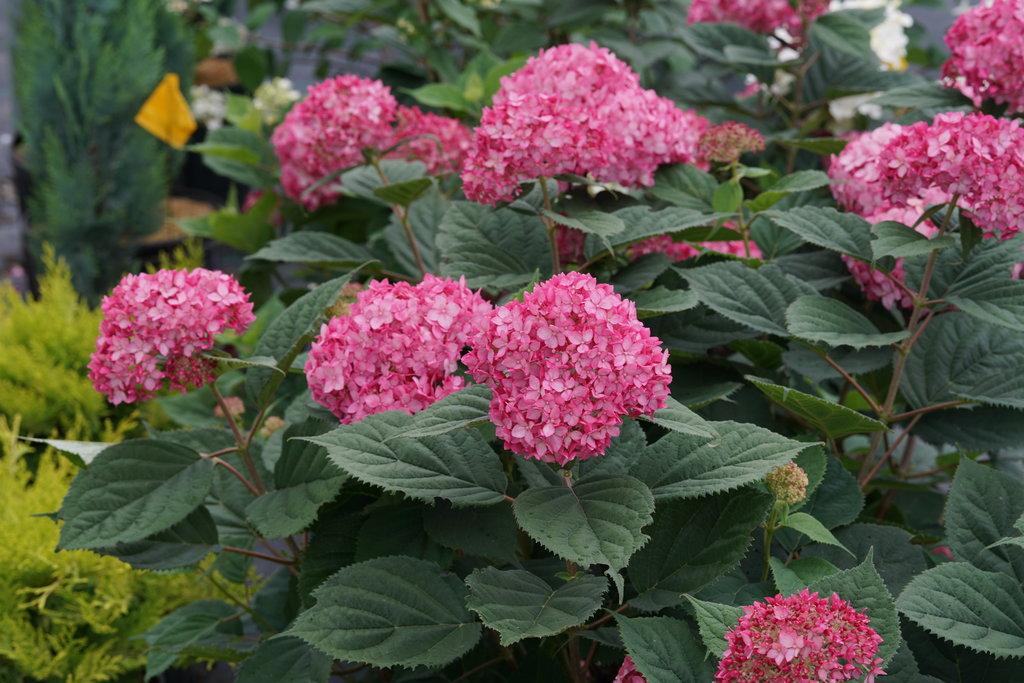 Hydrangea Arborescens Invincibelle Ruby - View 2 from www redcrocus com