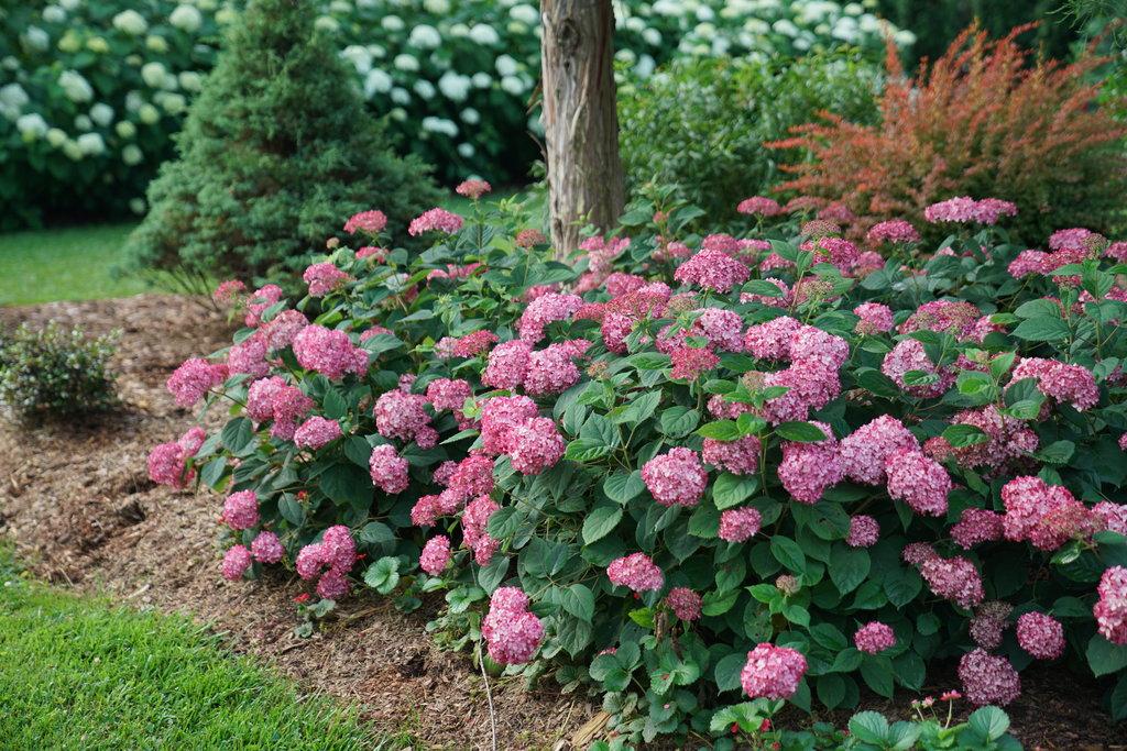 Hydrangea Arborescens Invincibelle Ruby - View 4 from www redcrocus com