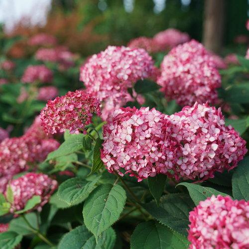 Hydrangea Arborescens Invincibelle Ruby - View 7 from www redcrocus com