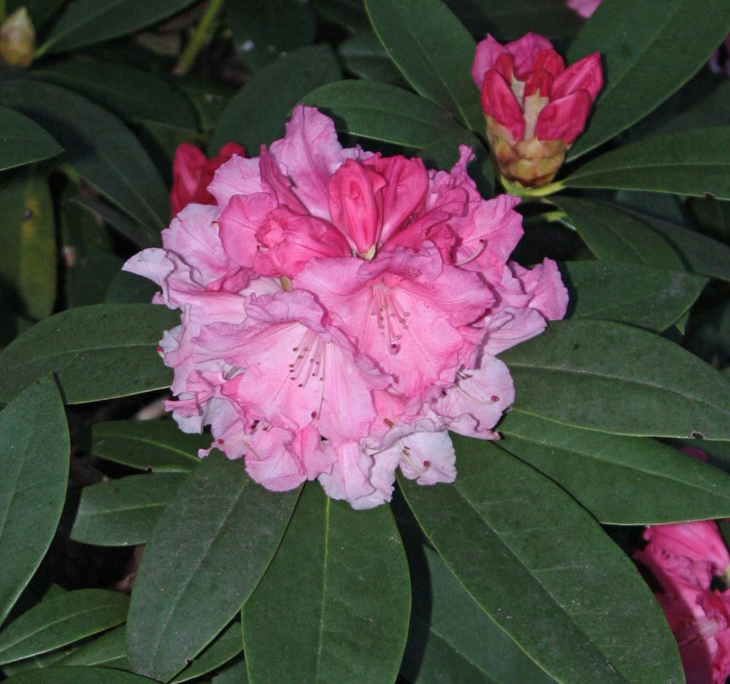 Rhododendron Solidarity - View 19 from www redcrocus com