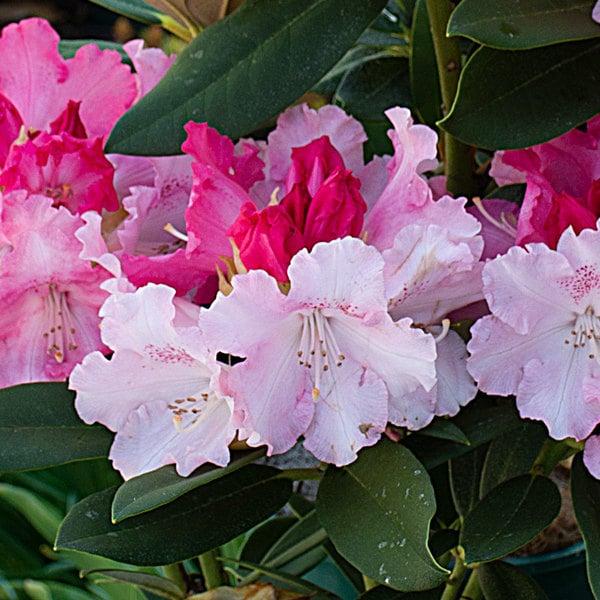 Rhododendron Solidarity - View 2 from www redcrocus com