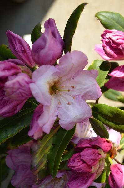 Rhododendron Lavender Princess - View 10 from www redcrocus com