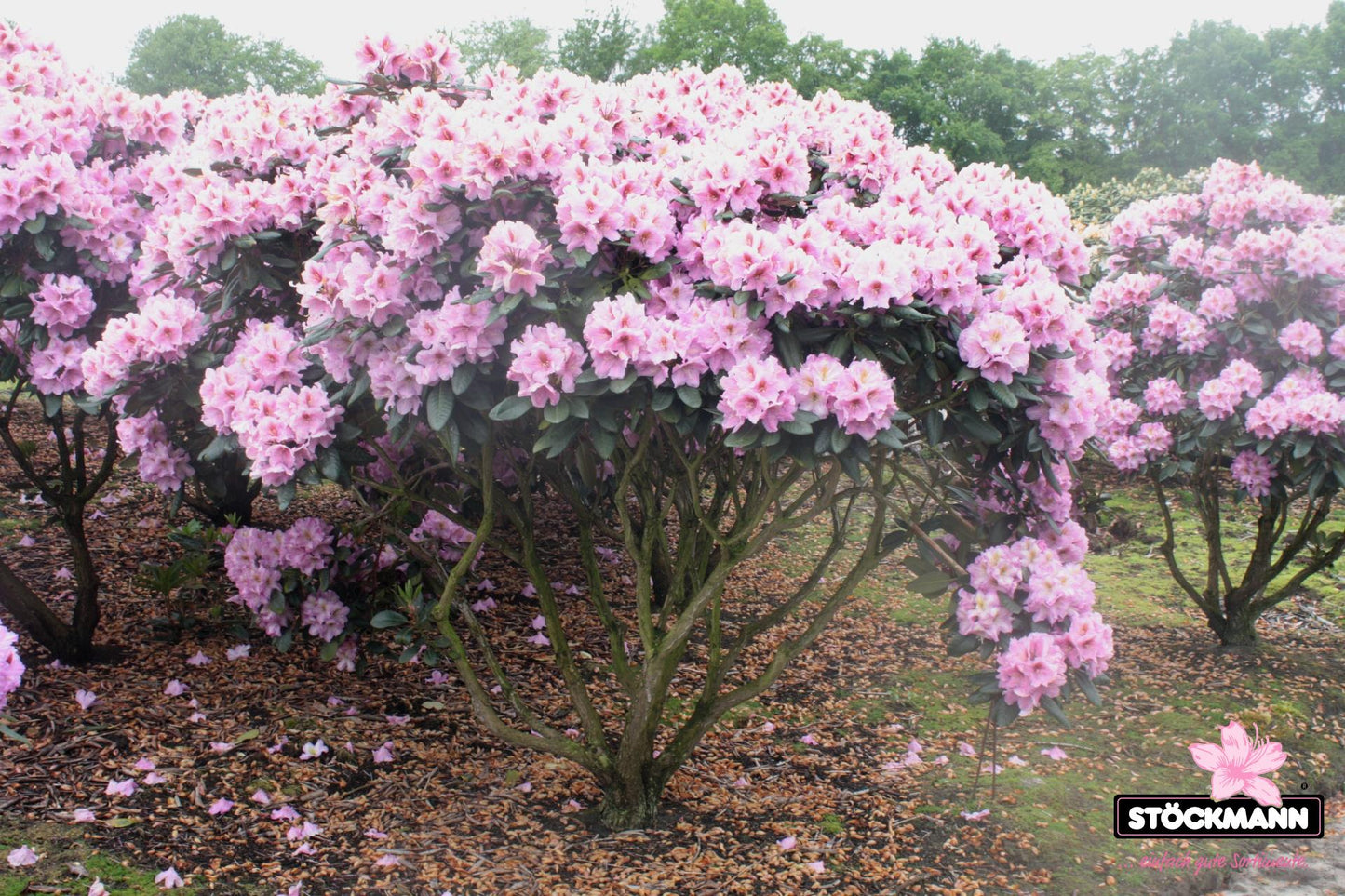 Rhododendron Lavender Princess - View 11 from www redcrocus com