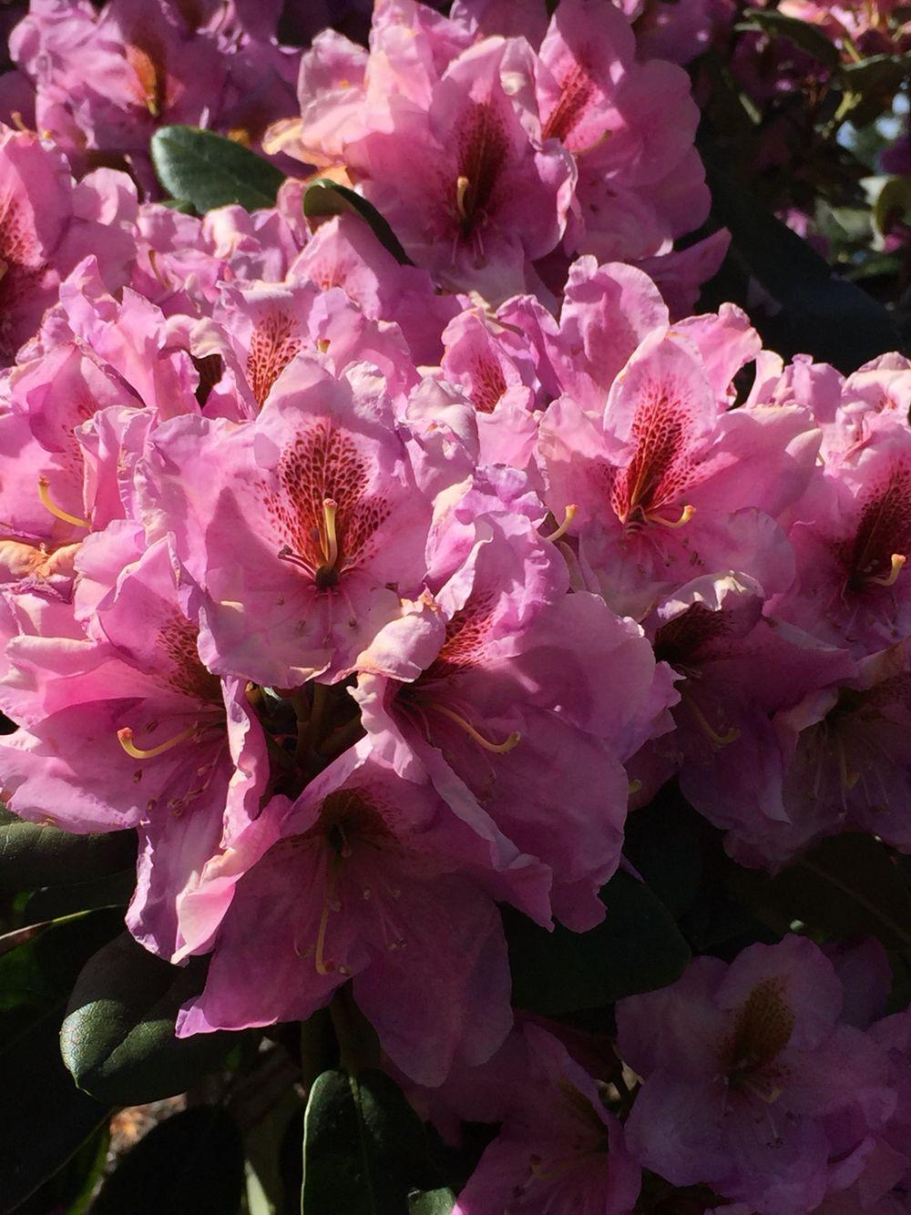 Rhododendron Lavender Princess - View 12 from www redcrocus com