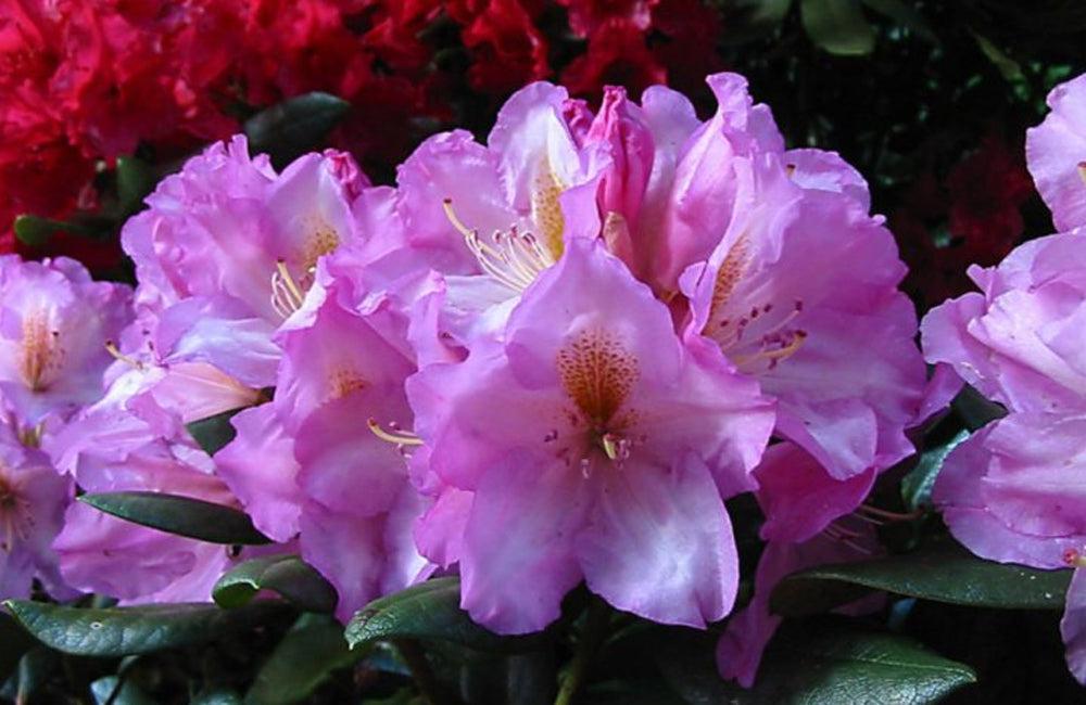 Rhododendron Lavender Princess - View 13 from www redcrocus com