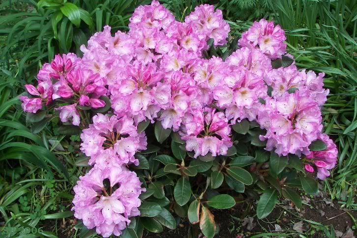 Rhododendron Lavender Princess - View 14 from www redcrocus com