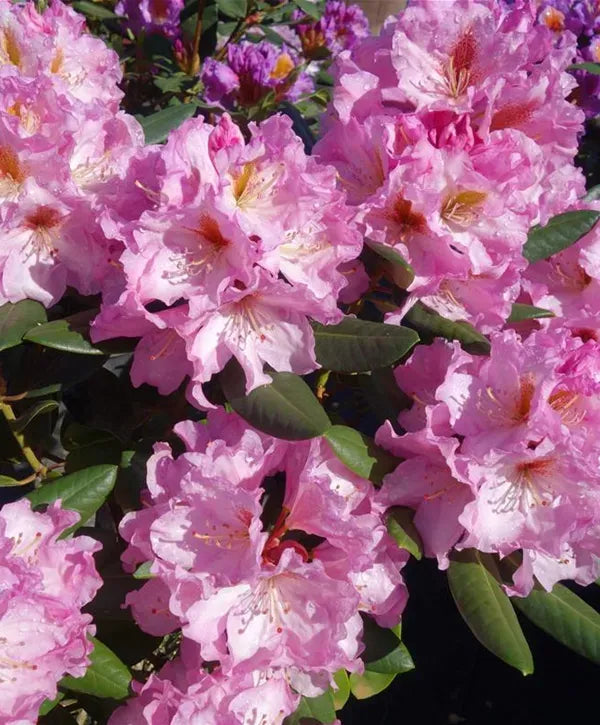 Rhododendron Lavender Princess - View 14 from www redcrocus com