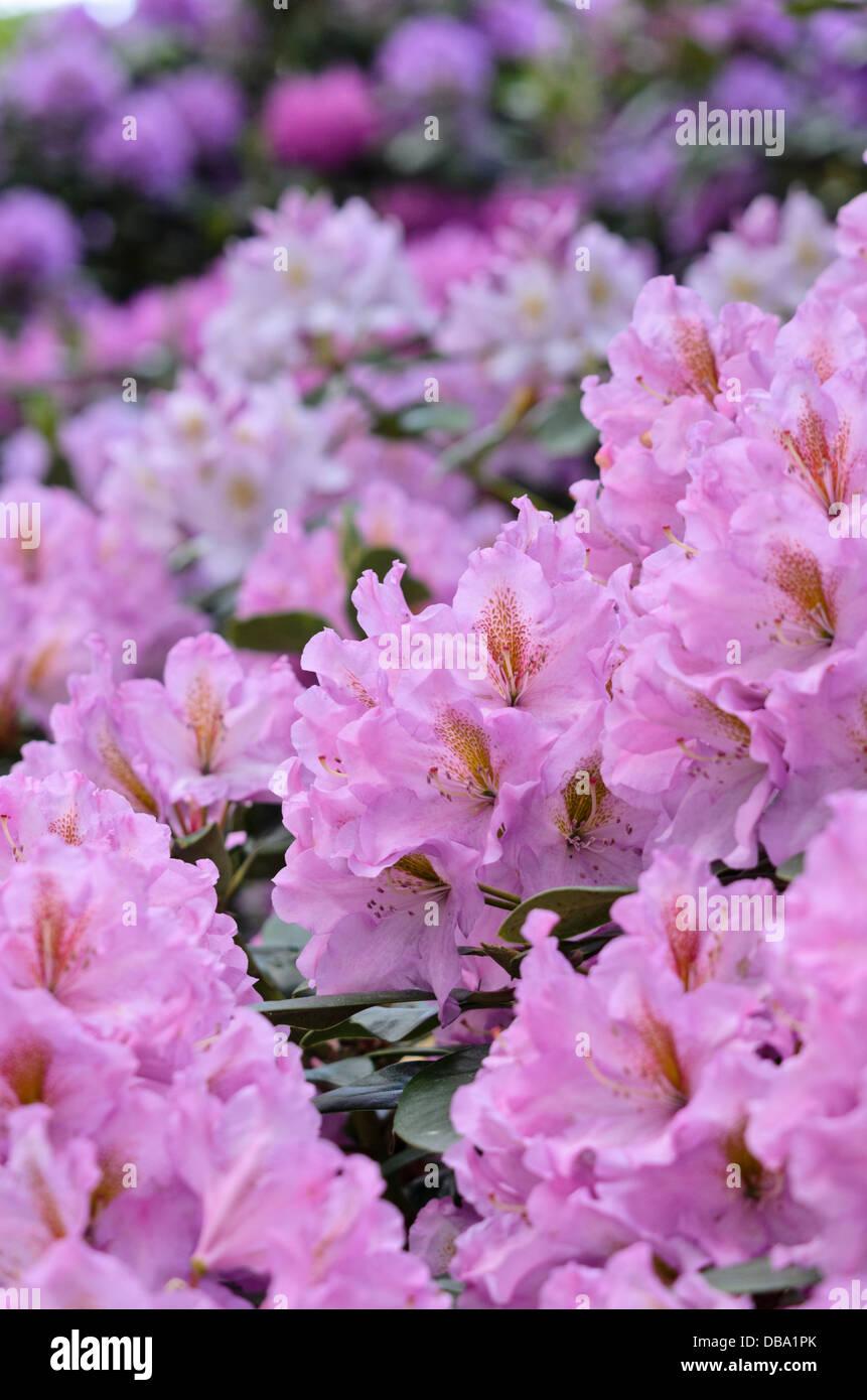 Rhododendron Lavender Princess - View 15 from www redcrocus com