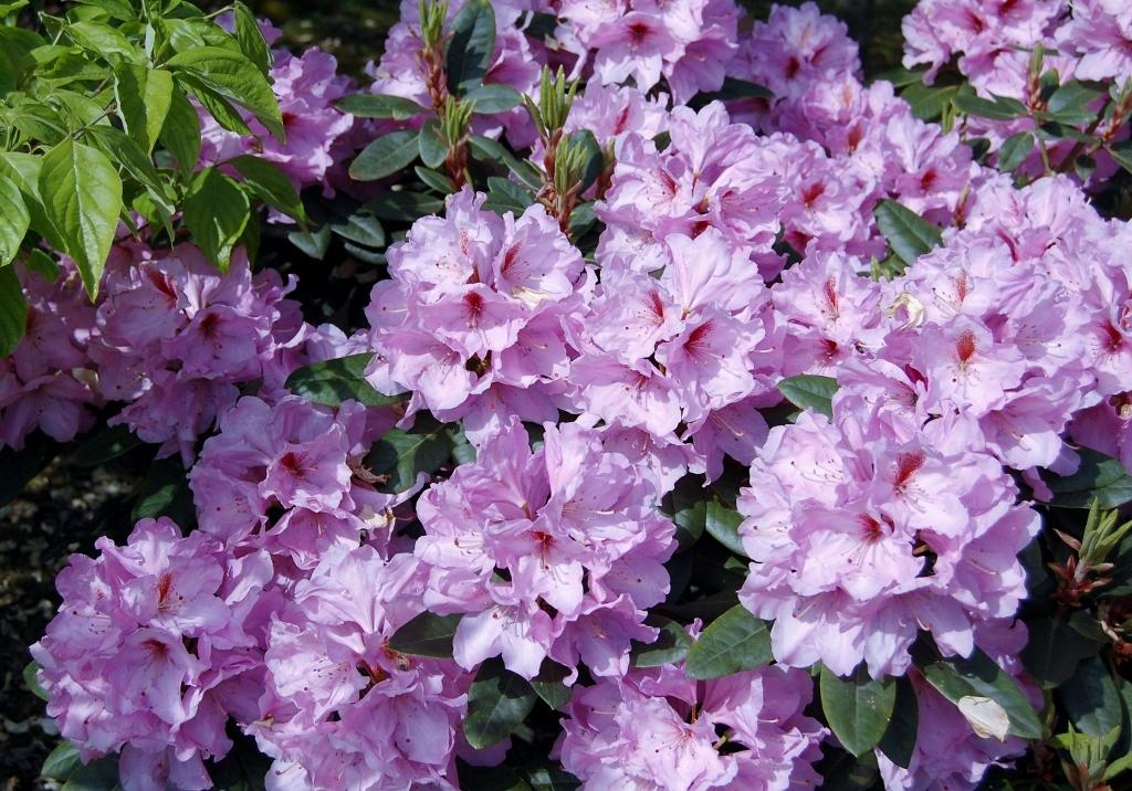 Rhododendron Lavender Princess - View 16 from www redcrocus com