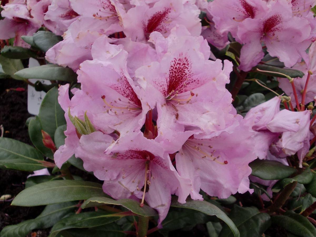 Rhododendron Lavender Princess - View 18 from www redcrocus com