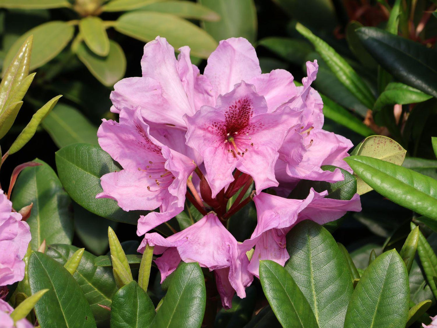 Rhododendron Lavender Princess - View 2 from www redcrocus com