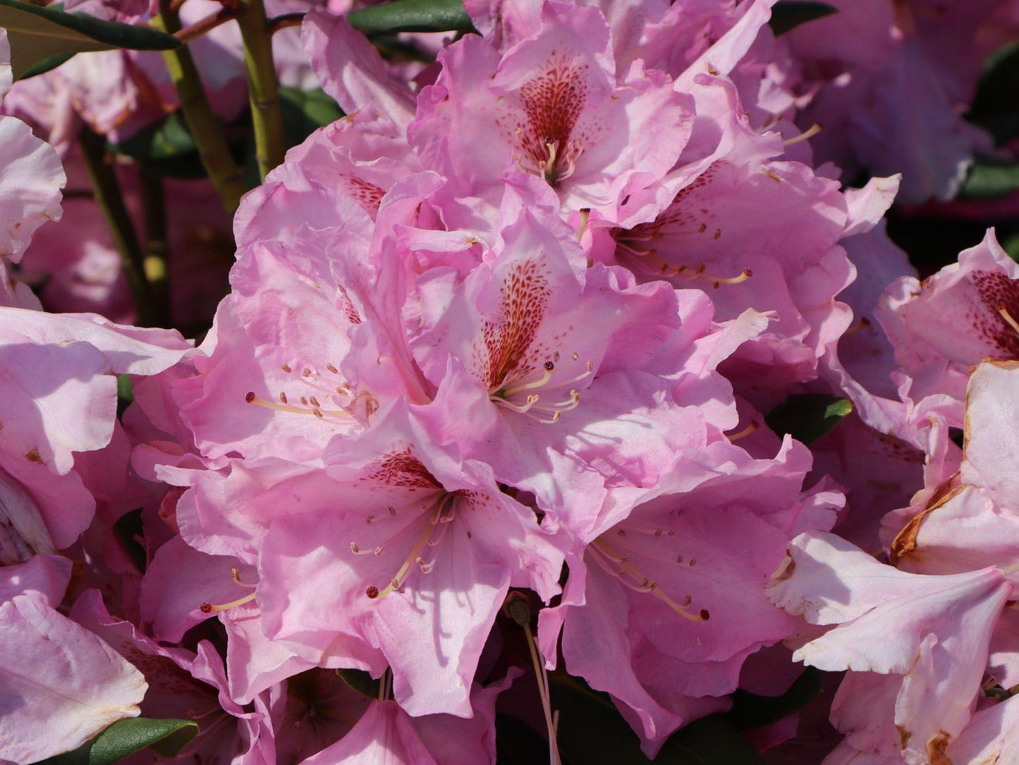 Rhododendron Lavender Princess - View 3 from www redcrocus com