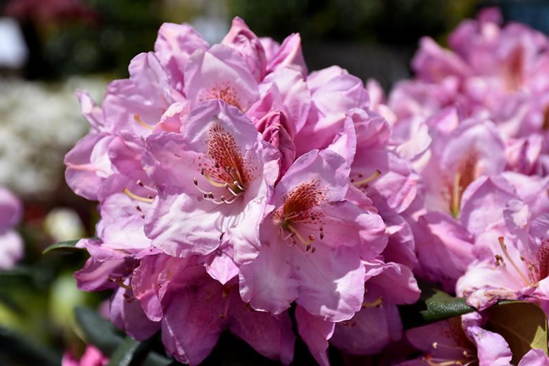 Rhododendron Lavender Princess - View 4 from www redcrocus com