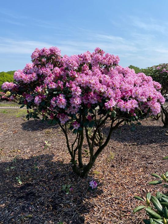 Rhododendron Lavender Princess - View 6 from www redcrocus com