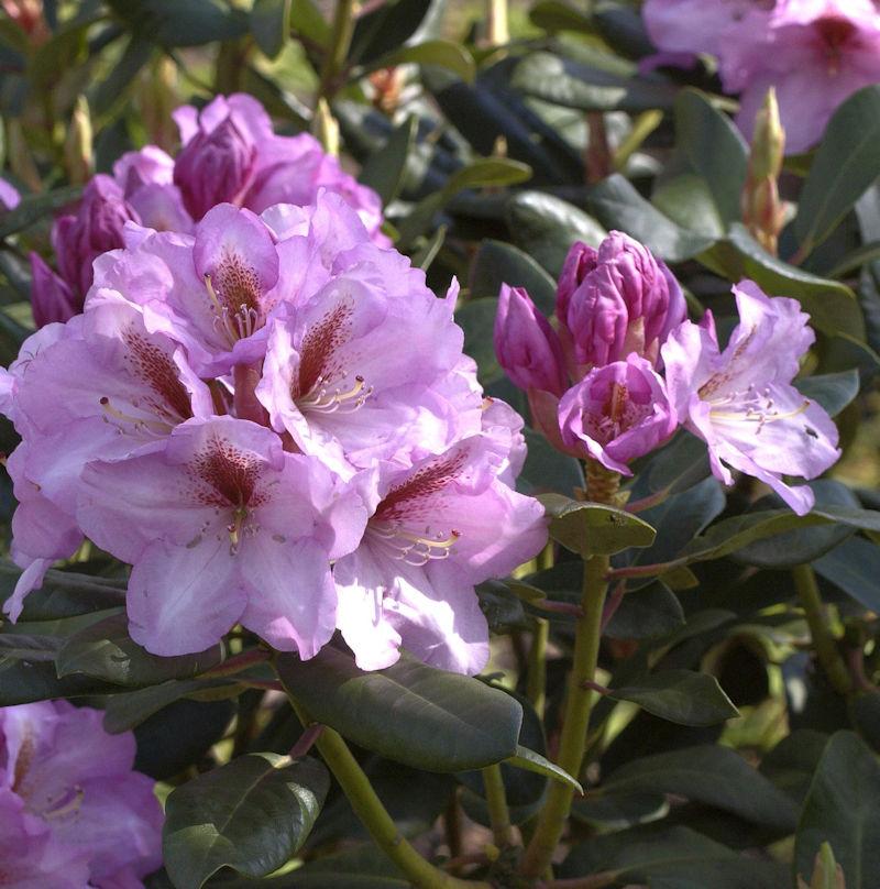 Rhododendron Lavender Princess - View 7 from www redcrocus com
