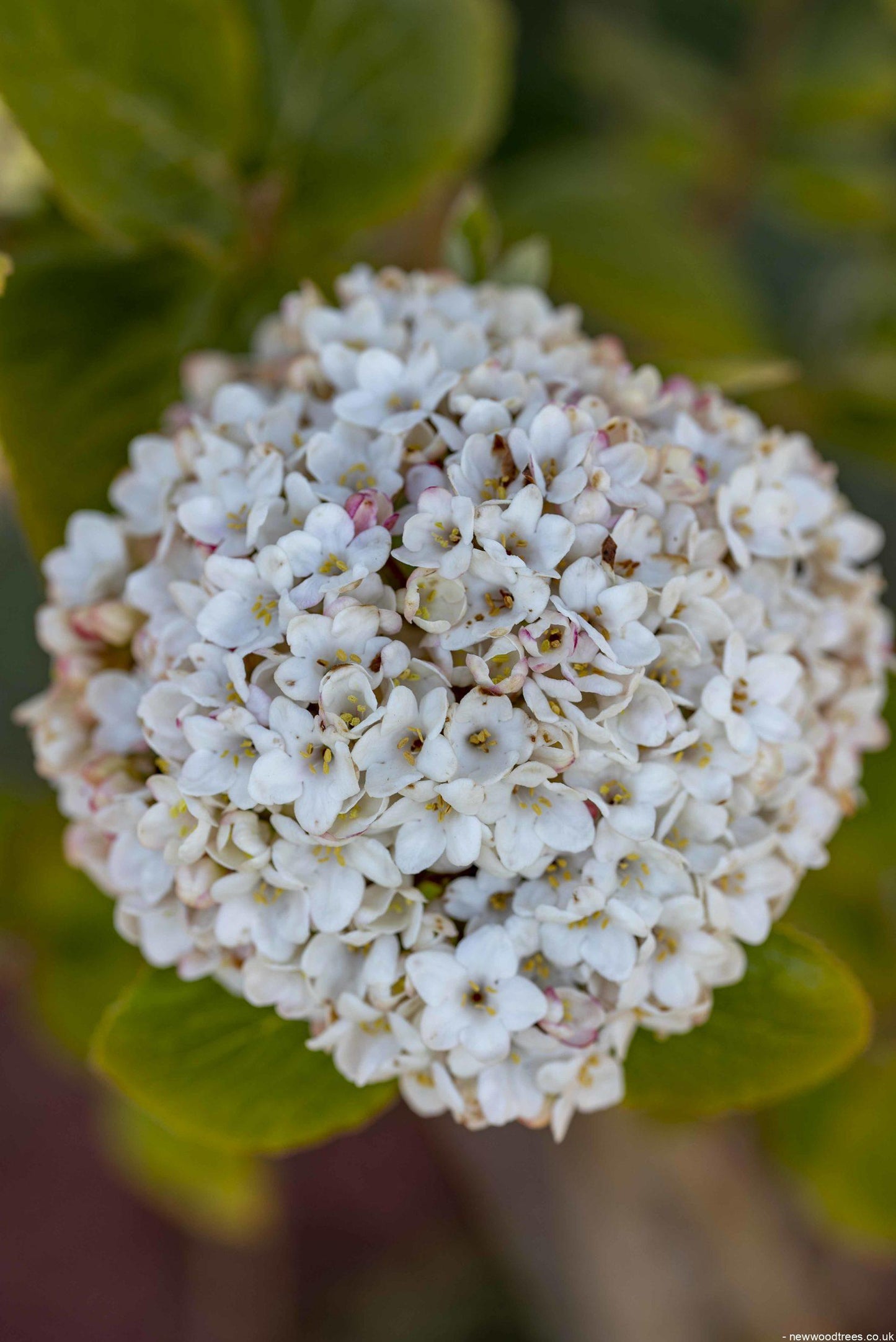 Viburnum Burkwoodii - View 10 from www redcrocus com