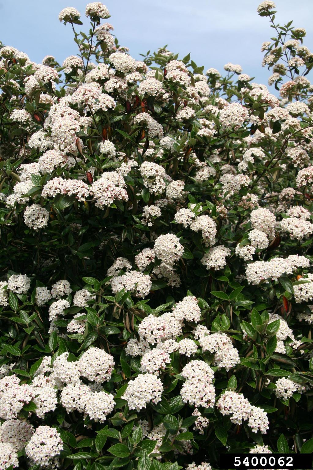 Viburnum Burkwoodii - View 11 from www redcrocus com